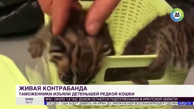 Россиянин контрабандой привез из Узбекистана котят за миллион рублей