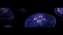 Introducing Dark Mode in iOS 13 — Apple