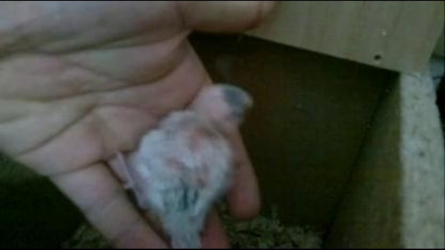 Птенчики 2-пары растут по часам 2-часть