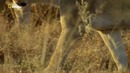 Nat Geo Wild: Слон: Король Калахари