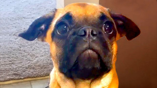 Silly Animals to Make You Smile | Funny Pet Videos