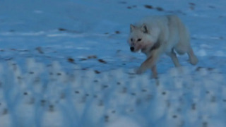 Fox Hunts Drove of Arctic Hares | A Perfect Planet | BBC Earth