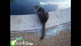 Водоплавающие коты