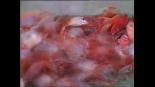 Aquatic Kingdom – Blood Parrot