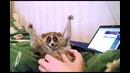 Внимание! Уровень мимимишности зашкаливает