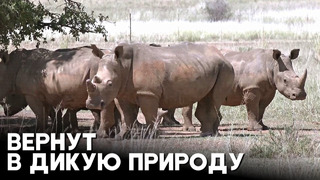 2000 белых носорогов, купленных у частного заводчика, выпустят в дикую природу