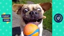 TRY NOT TO LAUGH – FUNNY ANIMALS Compilation. Dogs & Cats. Funny Vines June
