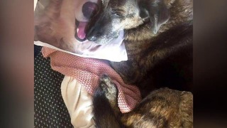 Брат этой собаки умер от рака, и она не может перестать обнимать подушку с его фото