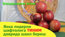 Якка лидерли шафтолига тиним даврида шакл бериш