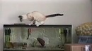 EDM Cats