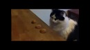 Ну очень умный кот