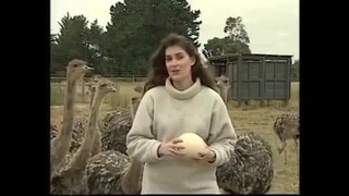 Reporter Gets Attacked by Ostriches