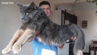 Самые большие кошки в мире! настоящие коты гиганты