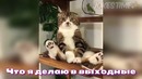 Jokes Time – Лучшие приколы 2018 (Январь)
