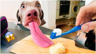 Try brushing your dog’s teeth? It’s not possible