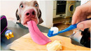 Try brushing your dog’s teeth? It’s not possible