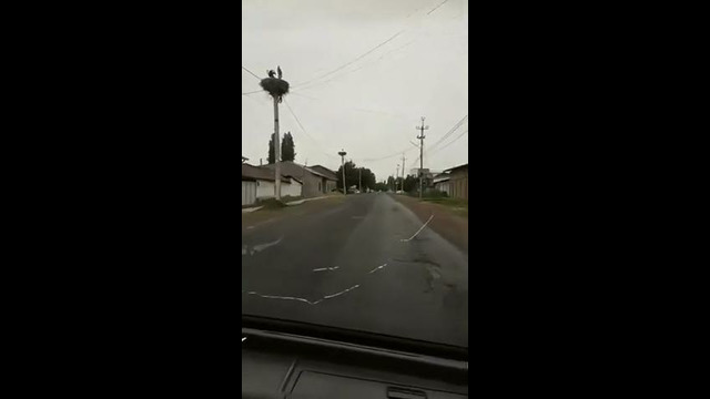 Живые аисты