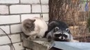 Лучшие приколы 2018 [Fun Army] Май