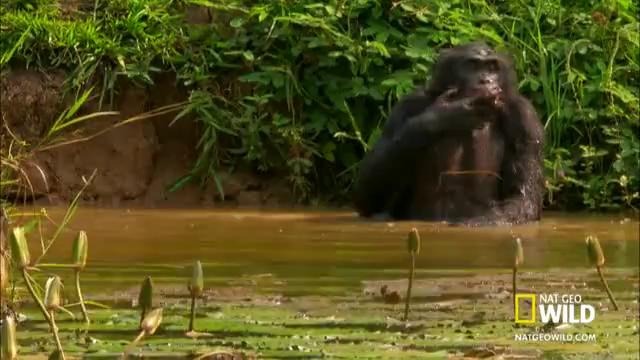 Карликовые шимпанзе