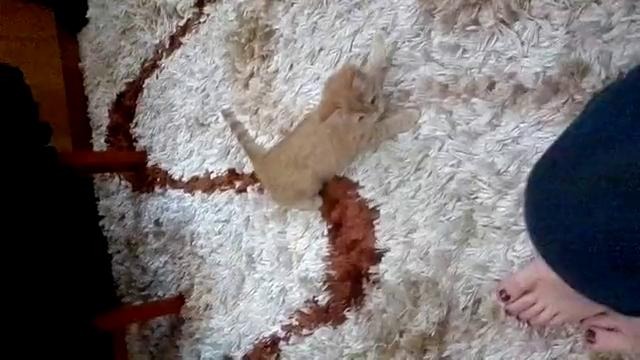 Котэ инопланетянка)