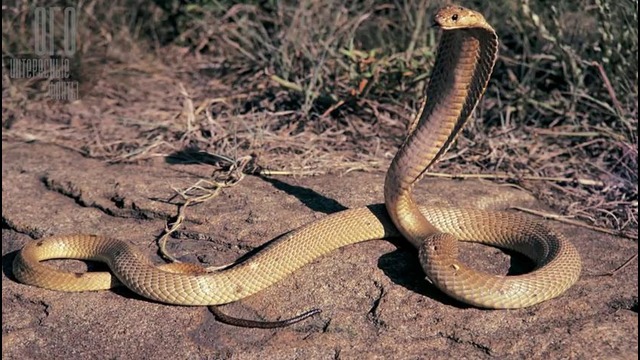 Самые смертельные ядовитые змеи в мире