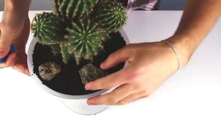 Как сделать тайник из кактуса своими руками