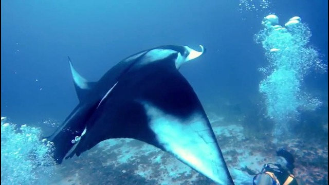 GoPro: Manta Ray Rescue