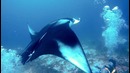 GoPro: Manta Ray Rescue