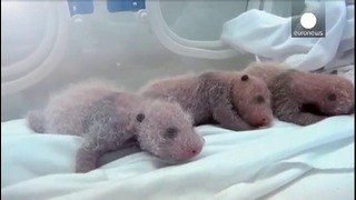 В Китае панда родила тройню