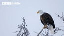 Stunning Wildlife Encounters | BBC Earth