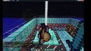 Minecraft-Чит на креатив
