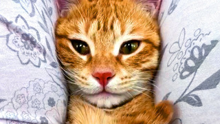 These Cats Are Hilariously Cute | Funny Pet Videos