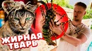 Купили монстра на рыбном рынке. лобстер размером с собаку