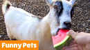 Funniest Animal Bloopers | Funny Pet Videos