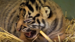 Adorable Tiger Cub Moments Part 1 | BBC Earth