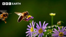 The Surprising Power of Your Own Backyard | Speed & Scale | BBC Earth
