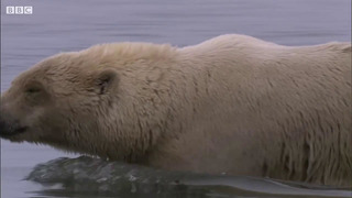 Best Of Polar Bears | Part 1 | BBC Earth