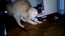 Самые смешные коты