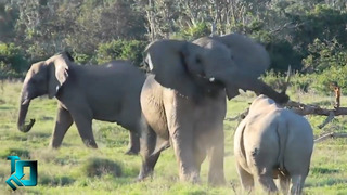 Слон в Деле / Слон Против Носорога, Бегемота, Автомобиля