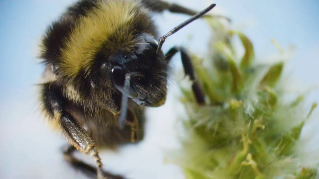 Are Arctic Bees in Trouble? I Our Frozen Planet I BBC Earth