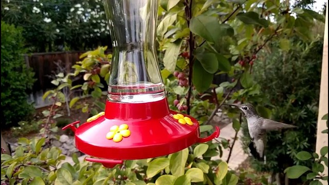 Nexus 6P Camera 240 FPS Recording of Hummingbird