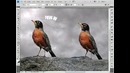 Adobe Photoshop Darslari 11-dars: Pen tool (ruchkali asbob)