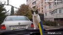Летающий’ кот стал героем YouTube