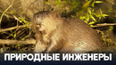 Как бобры защищают Лондон от наводнений