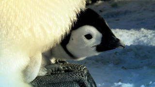 Penguin Races to Feed Her Starving Chick | Snow Chick: A Penguin’s Tale | BBC Earth