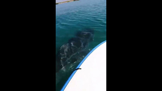 Big Shark Comes In While I’m On My Paddle Board