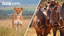 Deadly Animal Showdowns | BBC Earth