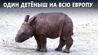 Детёныша редкого носорога растят в зоопарке во Франции