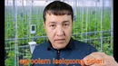 Теплица иссик хона бизнеси мотивация