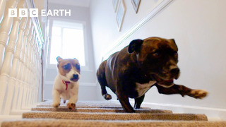Abandoned Puppy Gets Foster Brother | Wonderful World of Puppies | BBC Earth